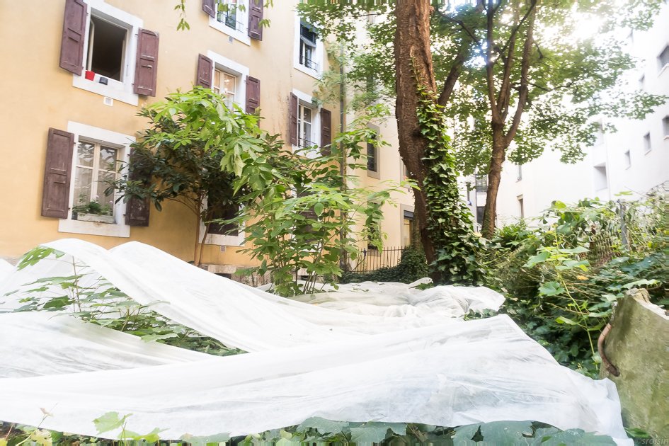 Lovesongs for Plants: An Arcane Evolution
